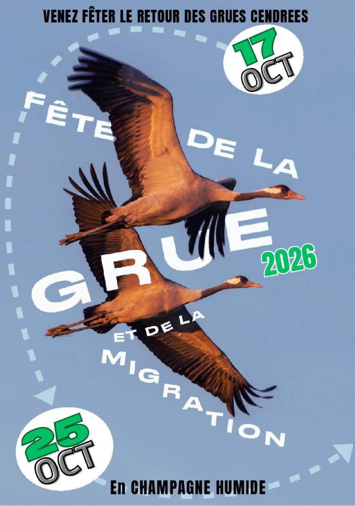 La magie du Lever des Grues cendrées